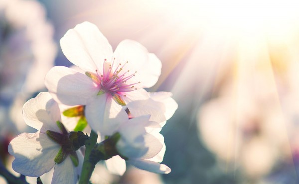 FRÜHLING IN BOZEN