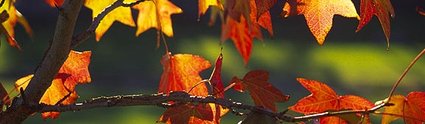 Autumn in Bolzano